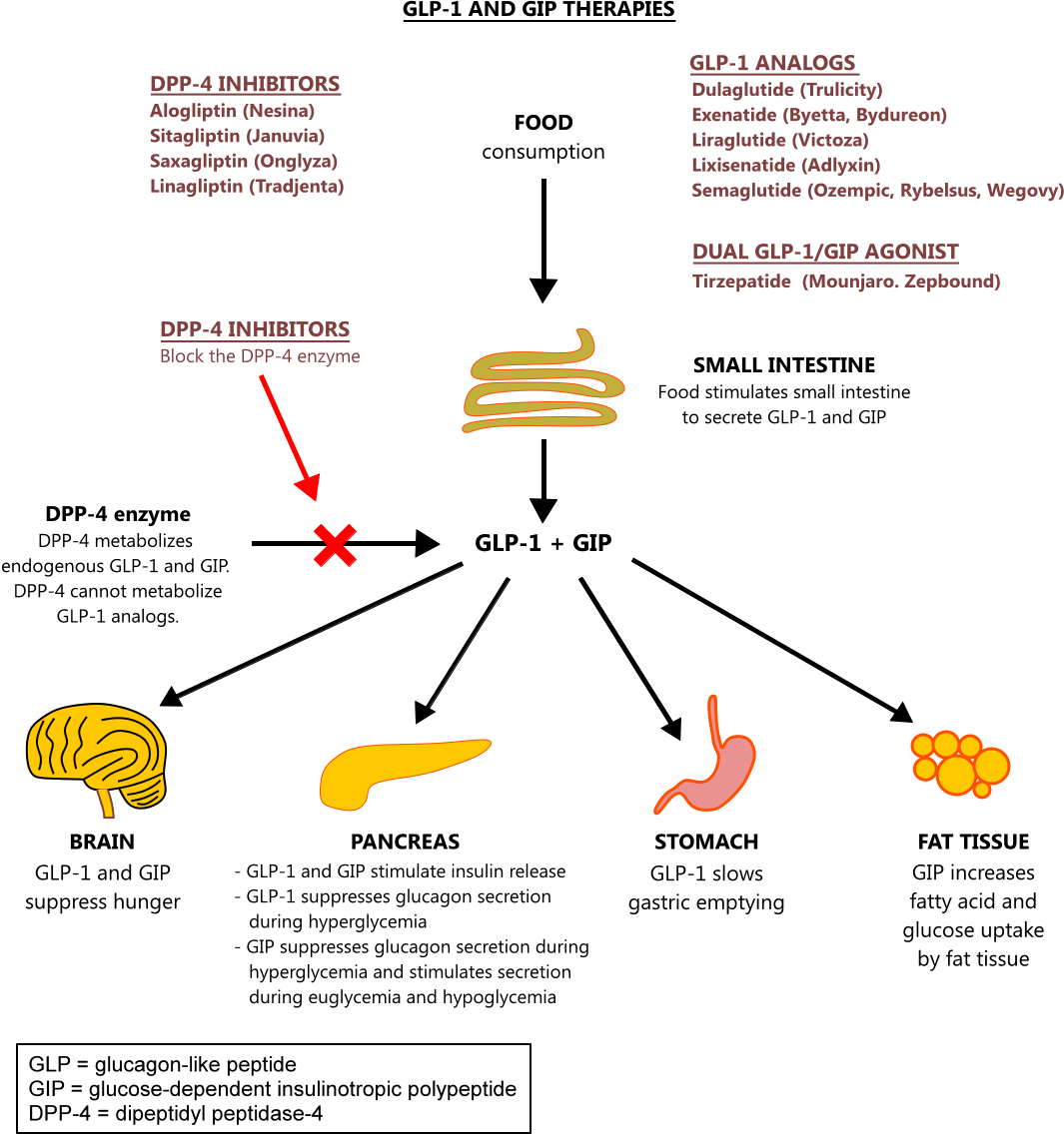 Dual Hormone Mechanism of Mounjaro